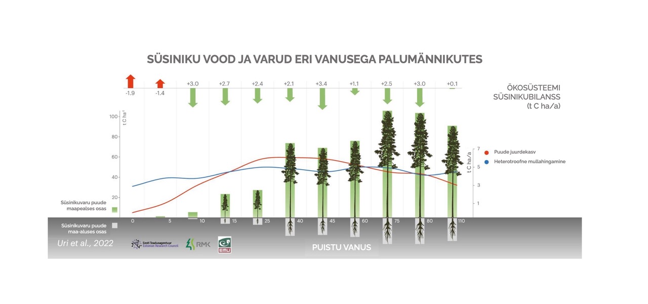 Teadusuuring: efektiivsed süsiniku sidujad on noored ja keskealised metsad