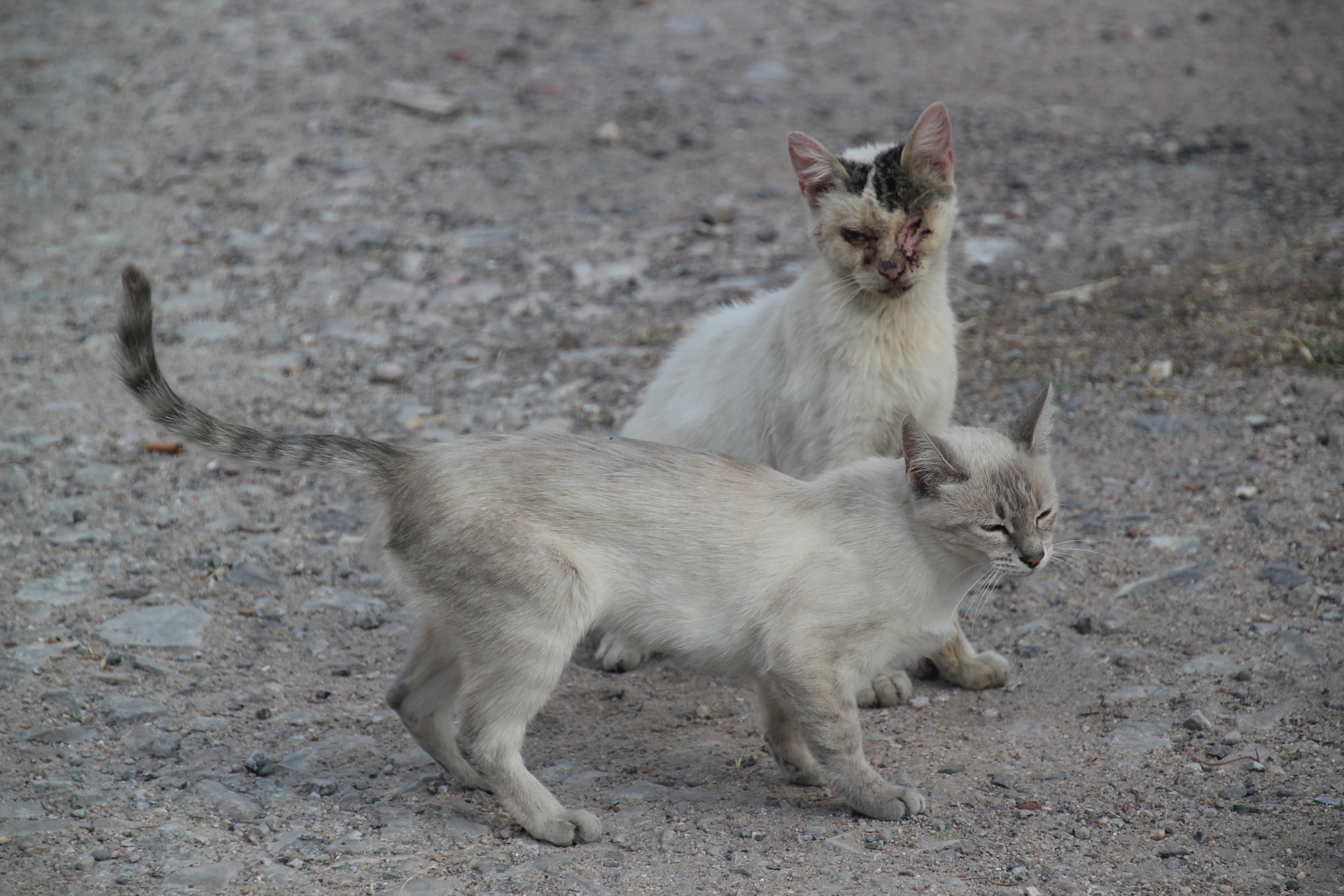 Ka tänaval sündinud kassipoegade esivanemad on kunagiste kodukasside järglased. Foto: Pixabay