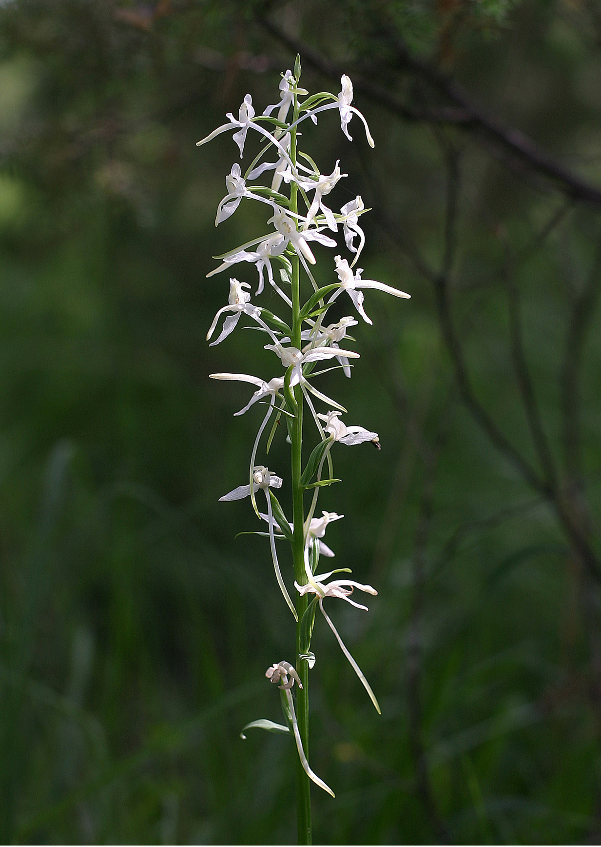2012. aasta orhidee on käokeel