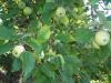Õunad vähendavad ateroskleroosi riski