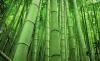 Bambus kui kiire maailma taim