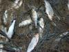 Peipsi järvest hakatakse taas vanu nakkevõrke välja tragima