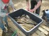 Kala kokkuostu- ja püügiandmete võrdlus tõi välja mitu rikkumist