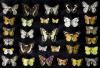 Loodusmuuseumi liblikakogu täienes 12 000 isendi võrra