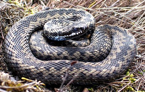 ERIK PUURA: Rästikuhammustus: mida teha?