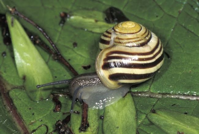 Cepaea hortensis võsa-vööttigu (Mike Dodd)