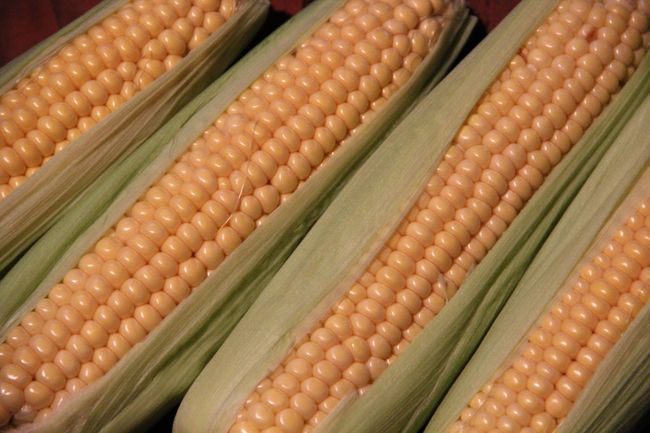 GMO-d muudavad põllumajanduse üha intensiivsemaks