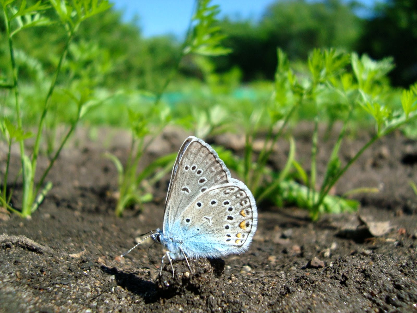 Kuidas minu fotograafiahobi alguse sai