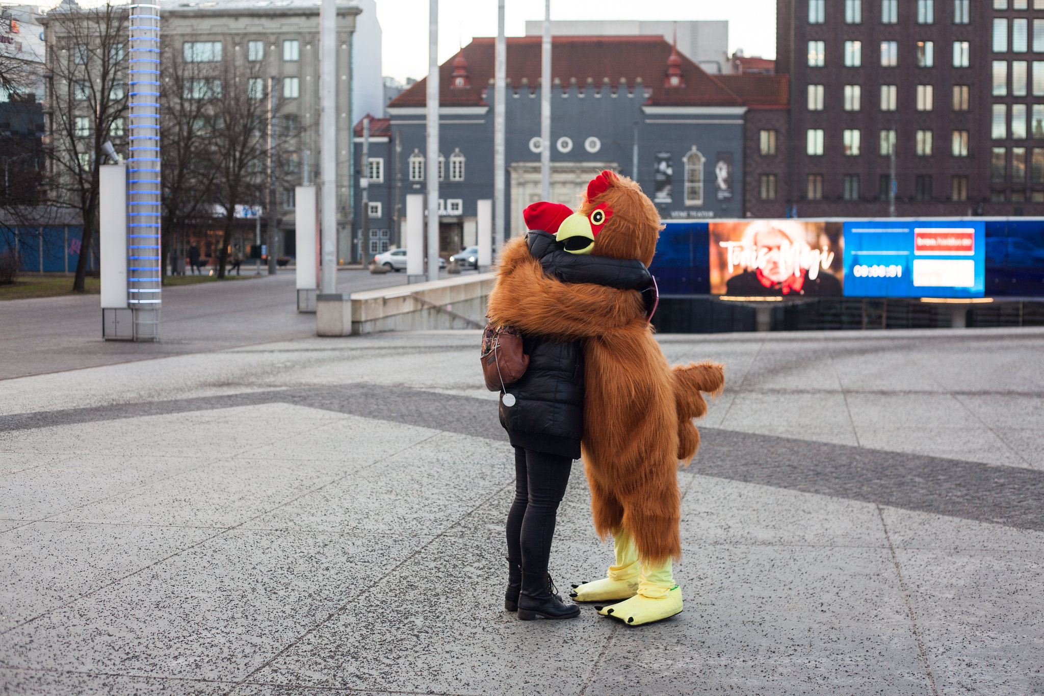 Tallinnas liikusid ringi kallistavad kanad