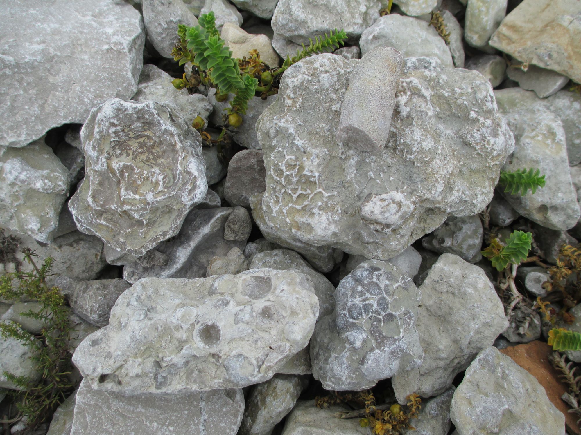 Fossiilipalade assortii Katri pangal.
