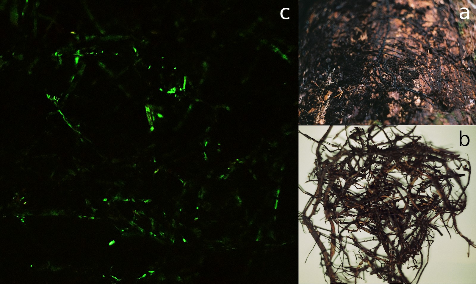 Fotod: Külmaseene risomorfid: a) kasvamas surnud püütüvel, puukoor on eemaldatud;  b) risomorfide pundar tavavalguses; c) pimedas, bioluminestsents