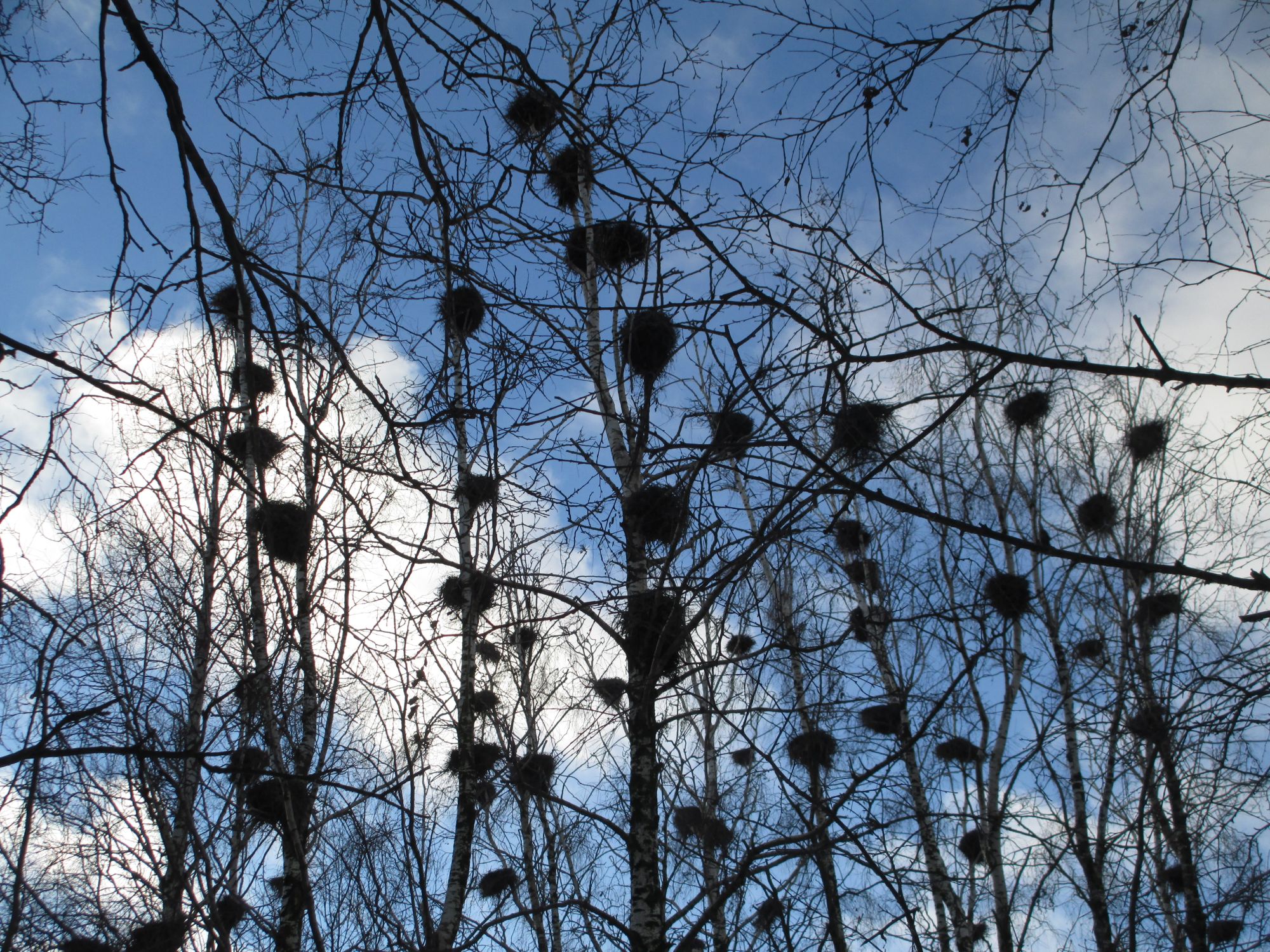 Puude ladvad on tihedalt kormoranipesi täis tipitud.