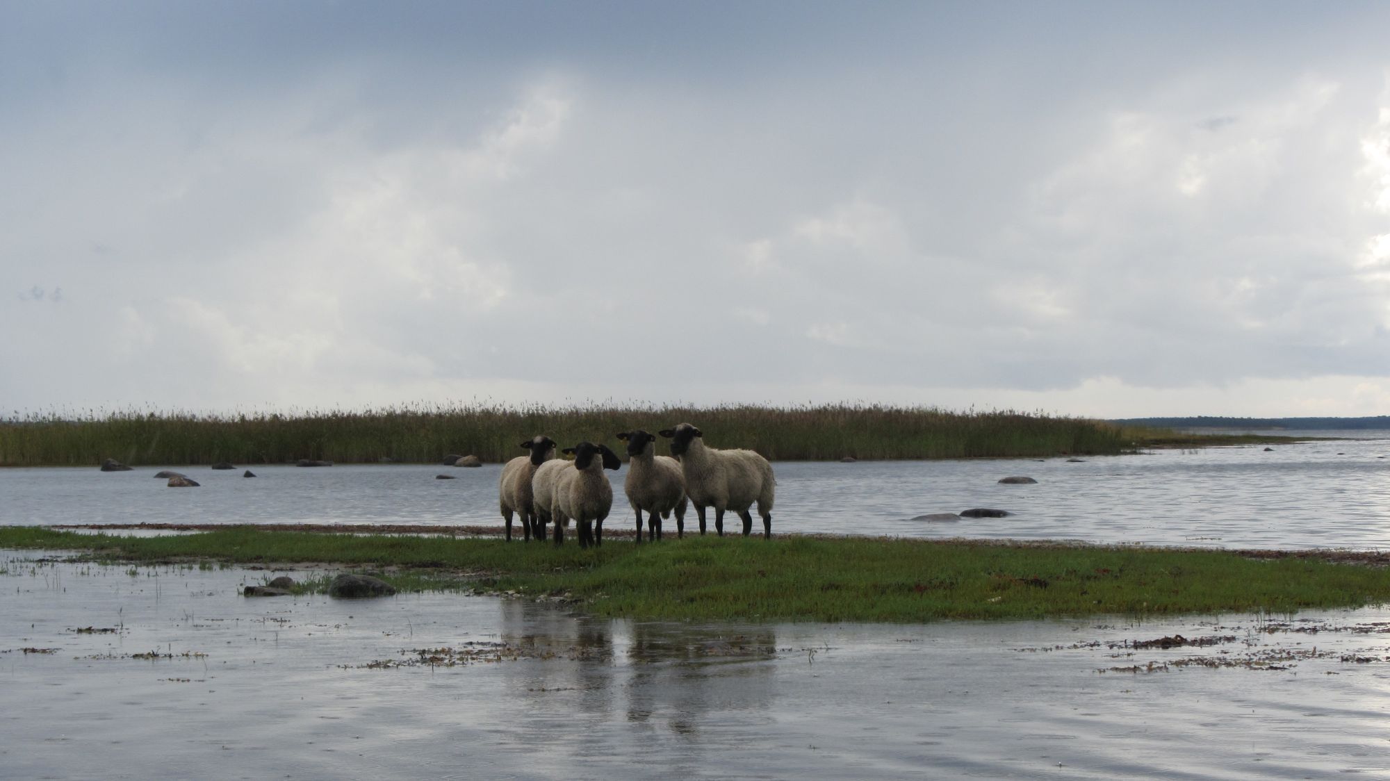 Lambad on Vilsandi alalised asukad. Foto: Piret Kilgi