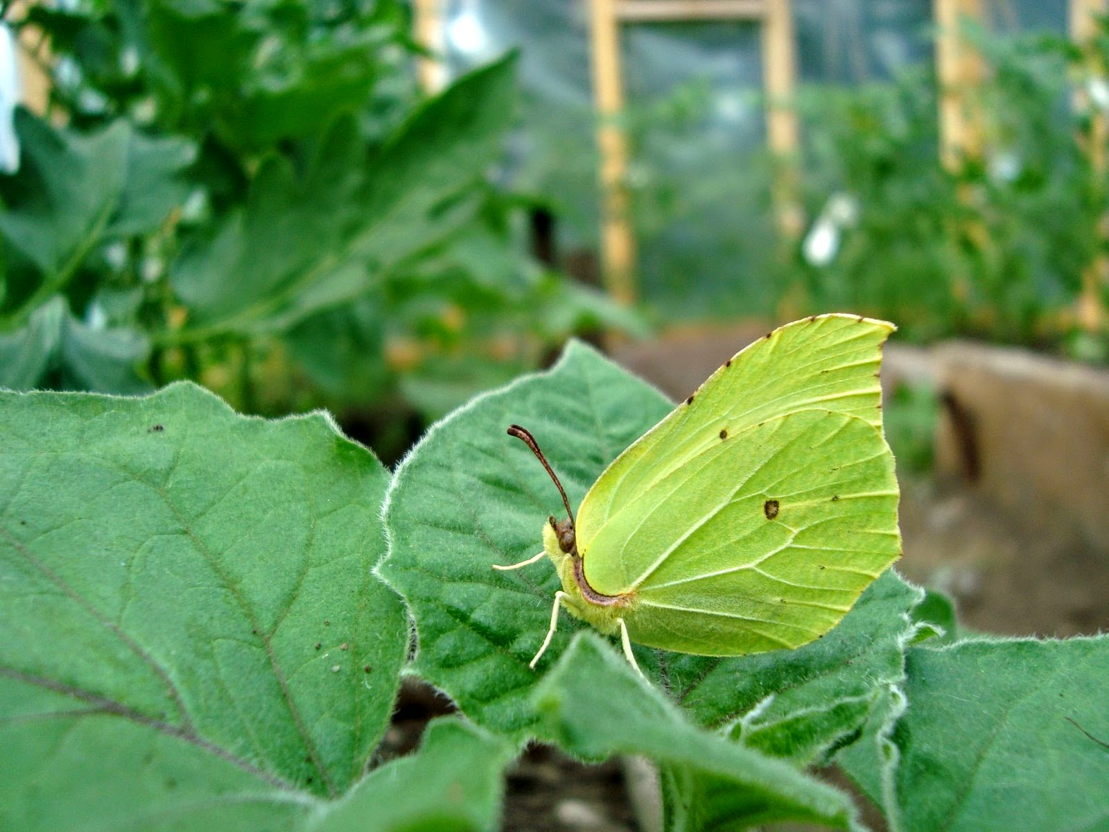 Kuidas minu fotograafiahobi alguse sai