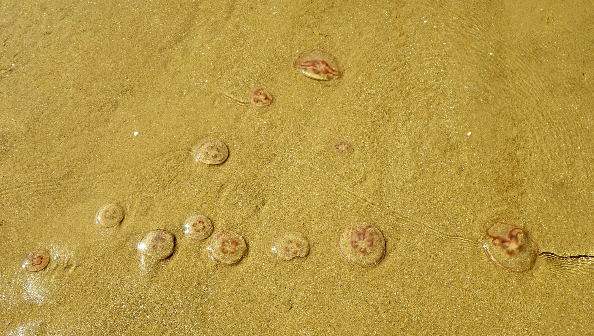 Meriristidest ehk millimallikatest rannikul puudust ei tule. Foto: Katrin Loss.