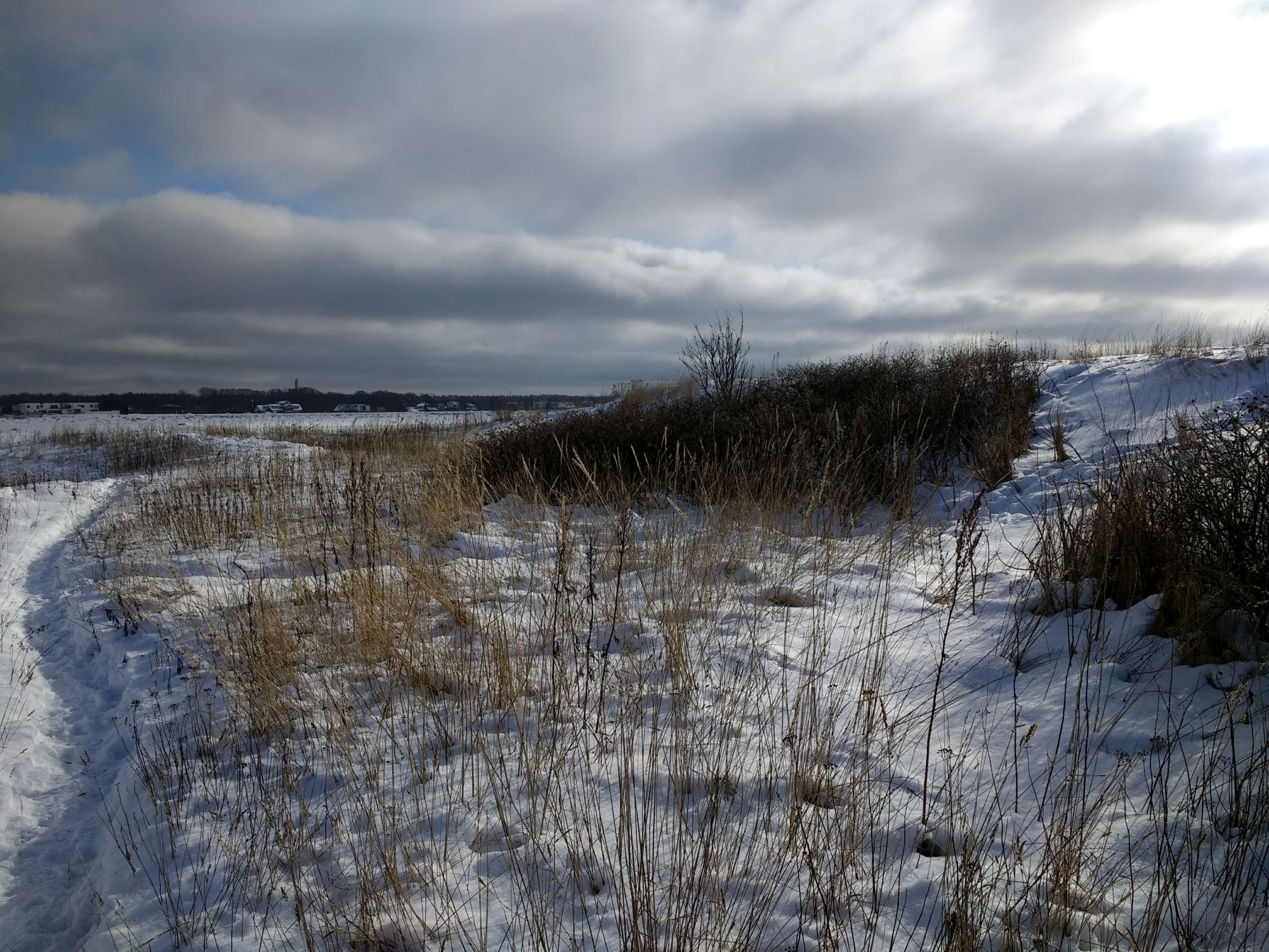 Laugel idakaldal kasvab kibuvitsapõõsaid ja mõned puud. Foto: Kadri Aller.