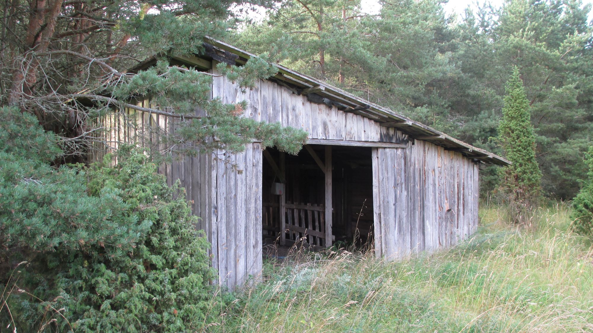 Puude vahele peitunud loomasõim.