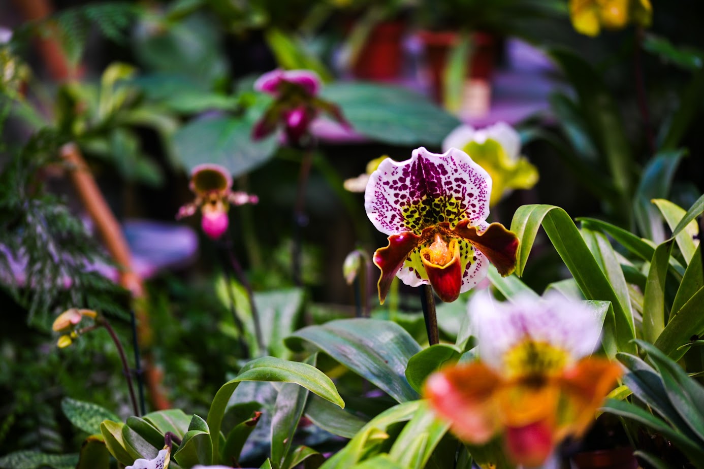 Tallinna Botaanikaaia orhideenäitust külastas ligi 10 000 inimest