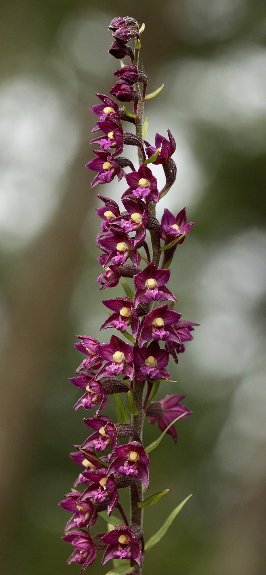 2016. aasta orhidee on tumepunane neiuvaip
