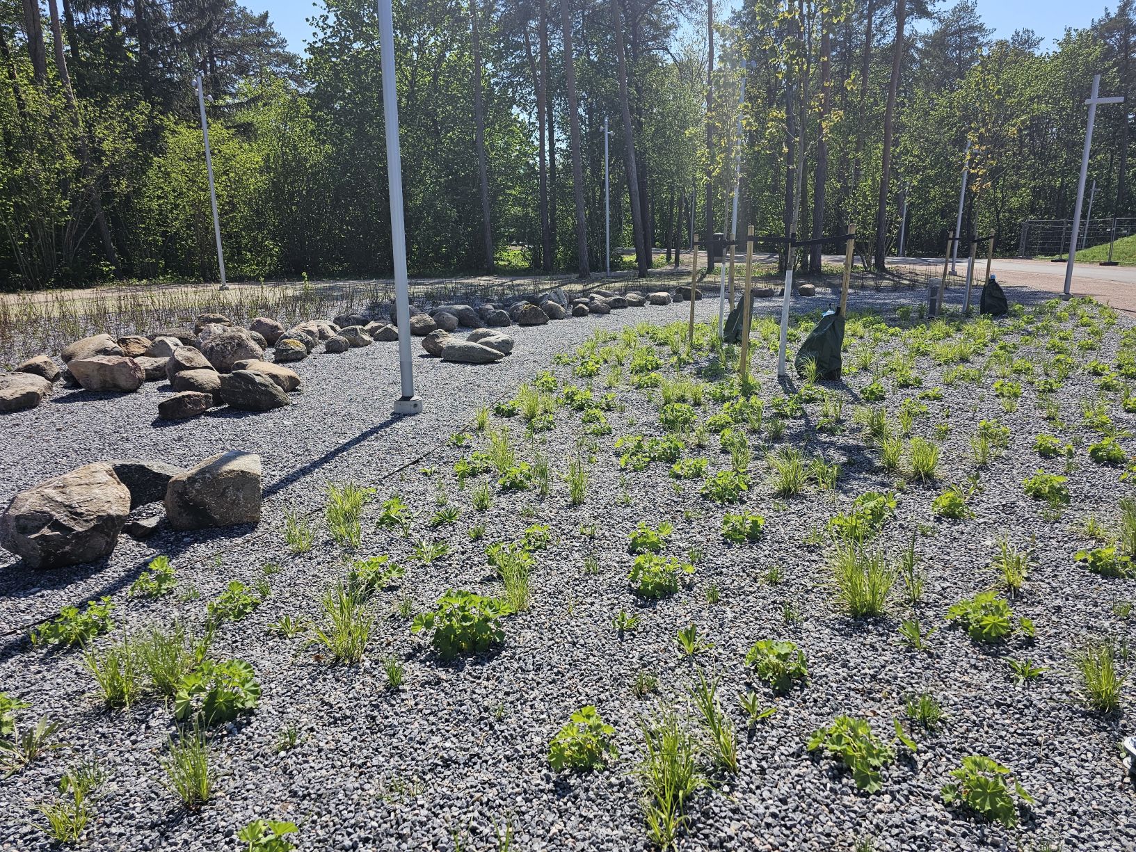 Foto: Vihmaaed, mis imab endasse sadevett / Balti Keskkonnafoorum MTÜ