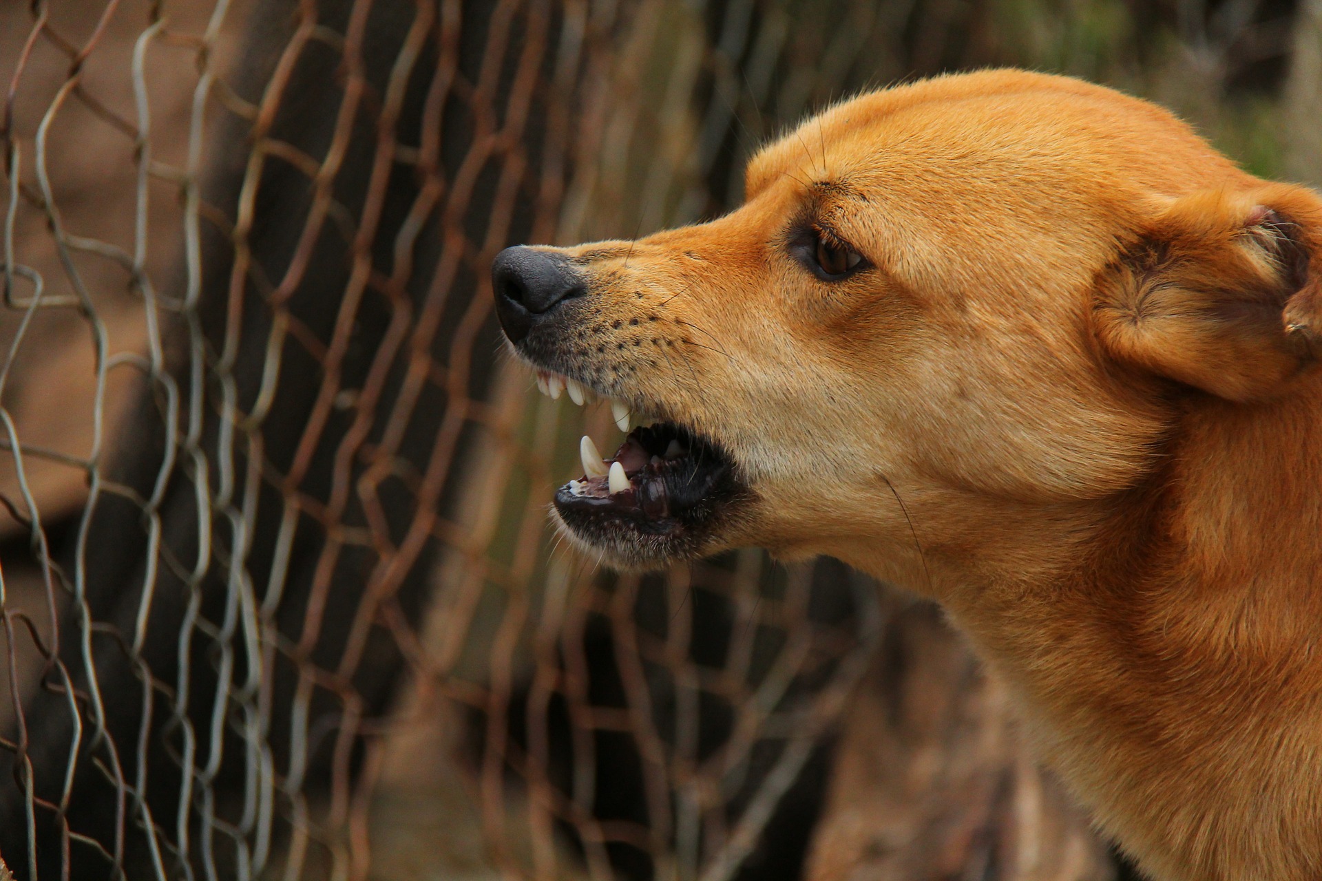Keegi ei lähe võõrast koera torkima, sest pole teada, kuidas loom reageerib. Foto: Pixabay