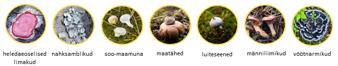 Eesti mükoloogiaühing kutsub avastama haruldasi seeni!