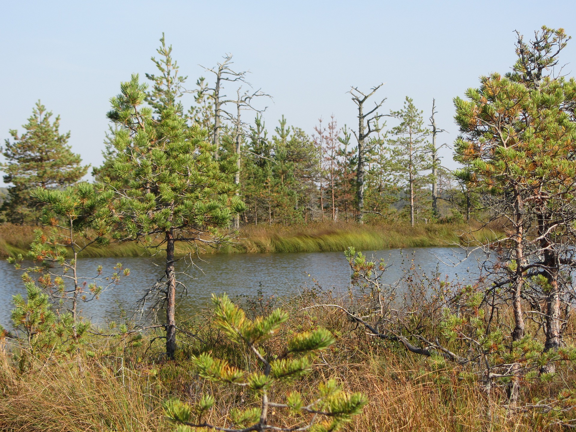 Ujumiskoha lugu