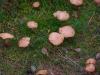 Rõuge Seenepäevad toovad kokku Eesti tunnustatud seenesõbrad