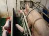 Belgia plaanib keelustada põrsaste tuimestuseta kastreerimise