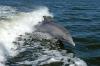 EAEDC kampaania: Vaalade ja delfiinide vangistuses pidamise keelustamine Euroopas