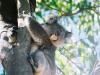 CNN: Austraalia koaalade suremine haiguste ja elupaikade hävimise tõttu
