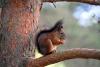 Orava elu päästev hüpe