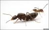 Sipelgate hiigelkoloonia vallutab uusi alasid