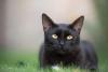 Ülemine foto: https://pixabay.com/photos/black-cat-kitten-cat-black-feline-3739702/