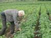Soojenev kliima teeb Eesti kartuli elu raskeks