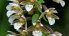 Loodusõhtu loodusmuuseumis - orhideed