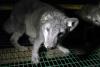 Teadlased kutsuvad üles EL liikmesriike karusloomafarme keelustama
