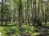 Keskkonnaamet, Eesti Maaülikool ja Eesti Looduse Fond sõlmisid koostööleppe vigastatud metsloomade kaitseks