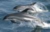Horvaatia keelustab vaalade ja delfiinide vangistuses hoidmise