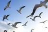 Aknaklaasidesse lendavaid linde on võimalik säästa