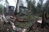 Hiied - Marimaal kaitstakse, Eestis hävitatakse