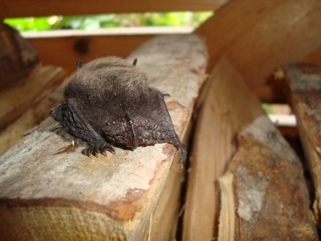 Kohtumine vampiiriga