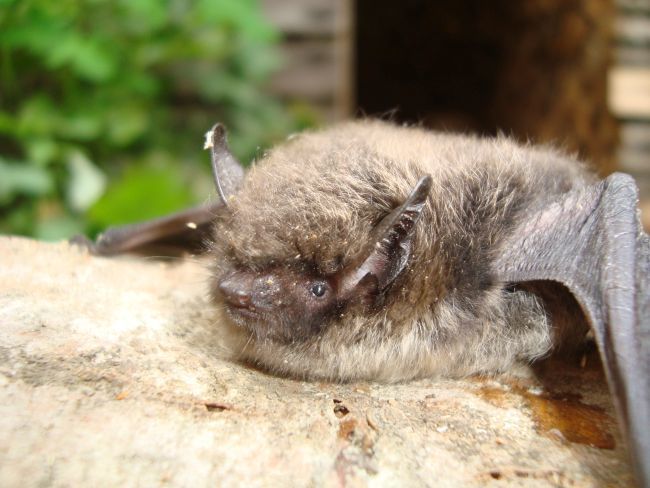 Kohtumine vampiiriga