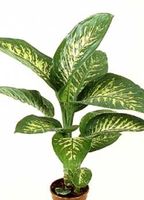 Diifenbahhia Diifenbahhia