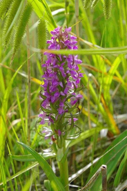 Orhidee kahkjaspunane sõrmkäpp (Dactylorhiza incarnata). Kõik orhideed on Eestis kaitse all.