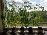 Tomatitaimed Tomatitaimed