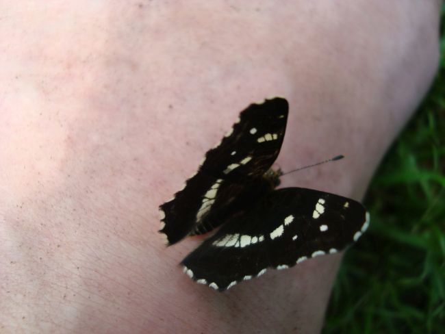 Nõgeseliblikas (Araschnia levana)