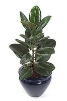 Viigi-kummipuu Viigi-kummipuu