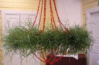 pihlakast lillekaunistus