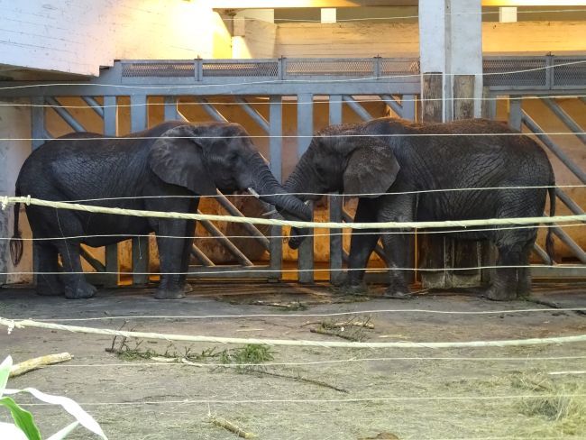 2 Aafrika elevandi piigat "Fien" ja "Draay" "lontlemas" või "kallistamas"